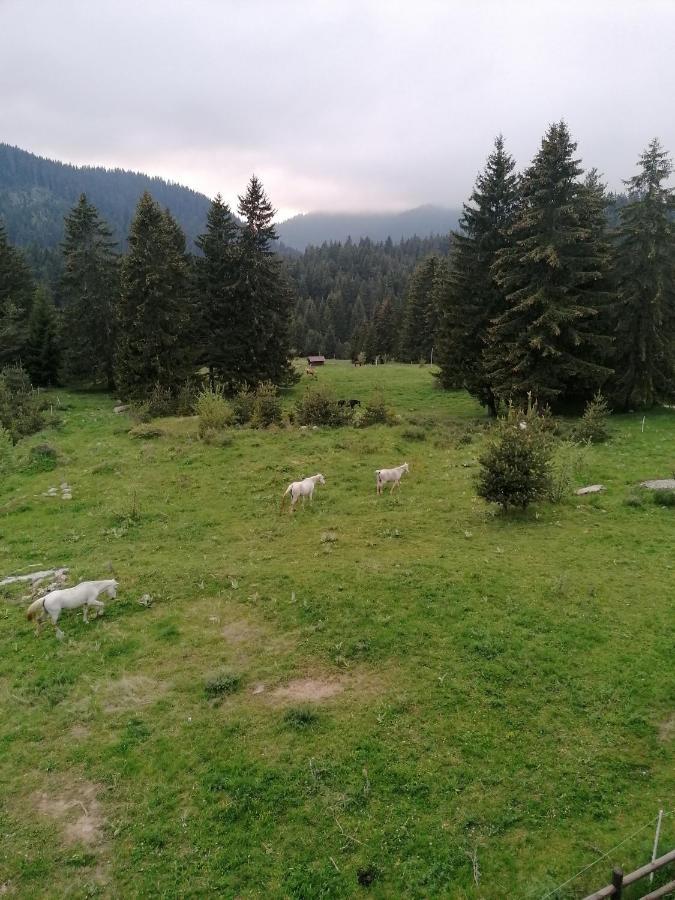 Forest Home 524 Smolyan Exteriör bild